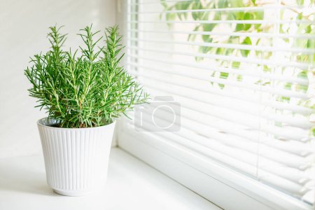 Plante de romarin robuste logée dans un pot côtelé blanc, placée sur un rebord de fenêtre et éclairée par une lumière naturelle douce, soulignant l'attrait de la culture intérieure