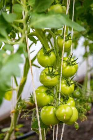 Green tomatoes growing alongside leaves, showcasing the early development of the fruit. Concept: gardening, agriculture, the growth process of tomatoes, farming, organic produce.