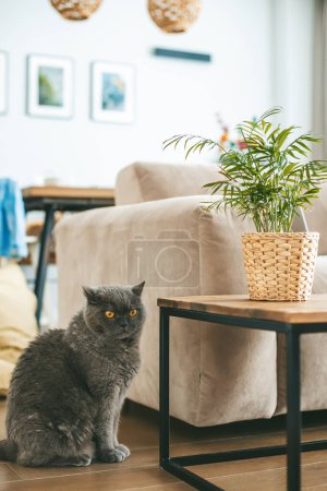 Téléchargez les photos : Un cadre intérieur confortable, avec un chat britannique gris assis près d'une plante en pot sur une table en bois, avec un canapé confortable et des éléments décoratifs en arrière-plan - en image libre de droit