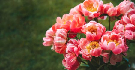 Téléchargez les photos : Gros plan un bouquet de belles pivoines roses avec une herbe verte sur un fond - en image libre de droit