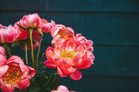 Téléchargez les photos : Gros plan sur un bouquet de pivoines roses tendres avec un fond noir - en image libre de droit