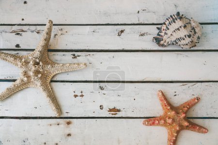 Draufsicht auf zwei Seesterne und eine Muschel, die auf einem rustikalen weißen Holzgrund liegt