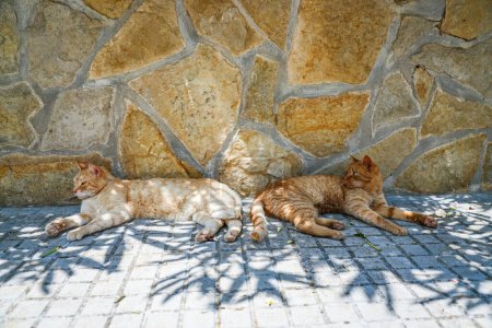 Téléchargez les photos : Deux chats oranges reposant contre un mur de pierre, illuminés par la lumière du soleil qui jette des ombres en forme de feuille autour d'eux - en image libre de droit