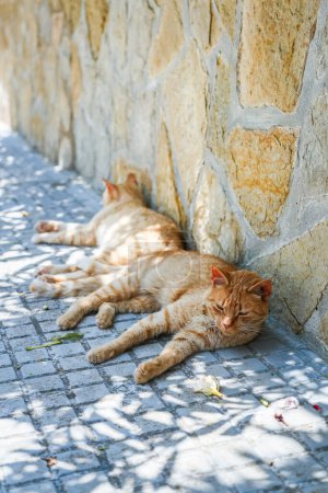 Téléchargez les photos : Deux chats rouges s'inclinent sur une toile de fond en pierre texturée, trempant dans le soleil qui crée des ombres en forme de feuille autour d'eux - en image libre de droit