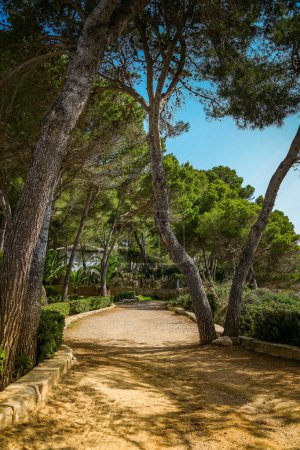 Ein ruhiger Weg durch einen mediterranen Pinienwald auf Mallorca, der eine friedliche und malerische Umgebung bietet. Die hohen Kiefern bilden ein natürliches Kronendach und spenden Schatten entlang des Weges