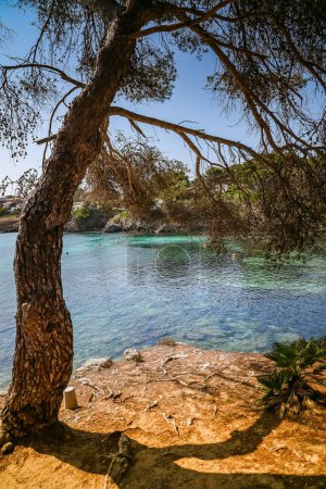 The picturesque Font de Sa Cala beach in Mallorca showcases tranquil turquoise waters and surrounding pine trees