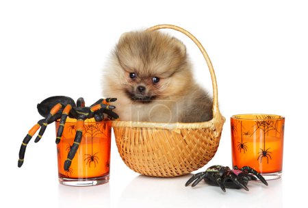 Foto de Un cachorro Pomeranian se sienta en una cesta de mimbre, con para las decoraciones navideñas de Halloween. Enormes arañas, velas naranjas - Imagen libre de derechos