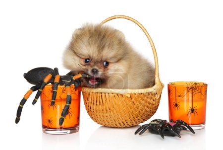 Foto de Pomerania cachorro, en una canasta de mimbre, muerde una araña enorme. arañas enormes, velas naranjas, vacaciones de Halloween - Imagen libre de derechos