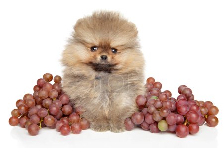 Foto de Pomeranian Spitz cachorro se sienta en racimos de uvas sobre un fondo blanco. - Imagen libre de derechos