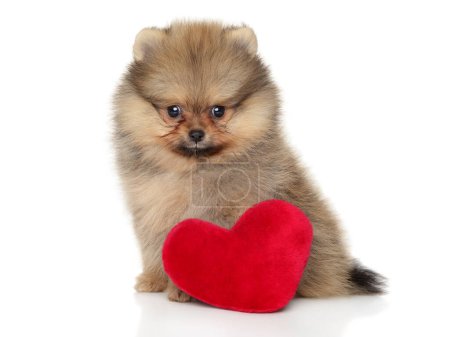 Foto de Pomeranian Spitz cachorro con un suave juguete en forma de corazón rojo - Imagen libre de derechos
