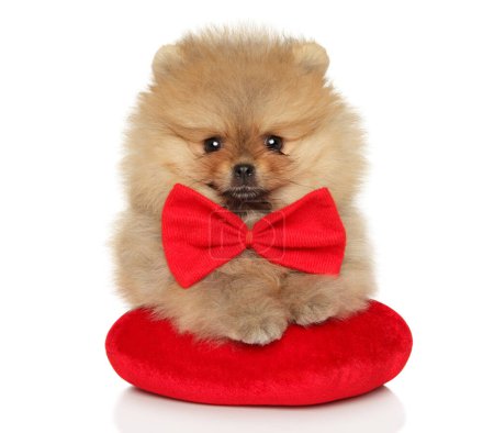 Photo for Pomeranian Spitz puppy with a large bow sits on a white background on a soft red pillow in the shape of a heart - Royalty Free Image