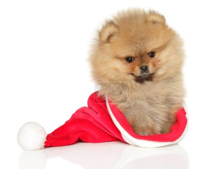 Foto de Lindo cachorro Pomeranian Spitz en sombrero rojo de Navidad sobre un fondo blanco - Imagen libre de derechos