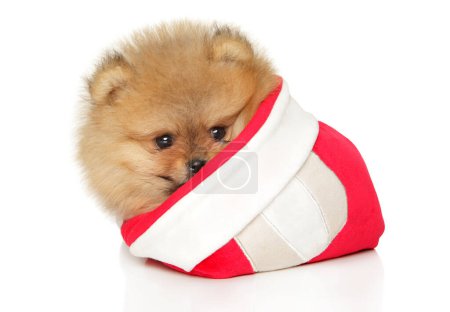 Foto de Pomeranian cachorro en rojo sombrero de Navidad sobre un fondo blanco - Imagen libre de derechos