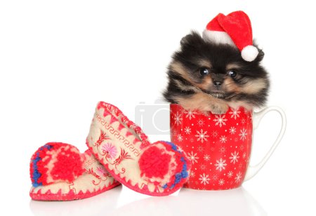 Foto de Pomeranian Spitz cachorro en un sombrero rojo de Navidad se sienta en una taza sobre un fondo blanco - Imagen libre de derechos