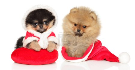 Foto de Pomeranian Spitz cachorros sentarse en sombreros rojos de Navidad sobre un fondo blanco - Imagen libre de derechos