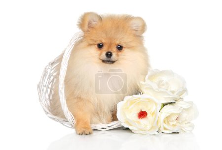 Photo for Pomeranian spitz puppy in a basket near huge peony flowers on a white background - Royalty Free Image