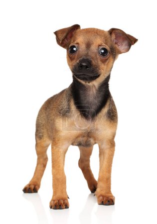 Photo for Russian Toy Terrier puppy on a white background, front view - Royalty Free Image