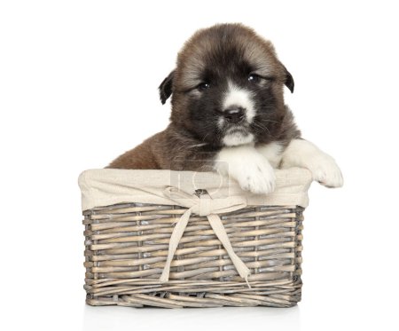Foto de Caucásico Pastor cachorro en una canasta de mimbre sobre un fondo blanco - Imagen libre de derechos