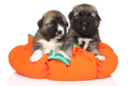 Photo for Caucasian Shepherd puppies lie on a soft pillow in the form of a pumpkin - Royalty Free Image