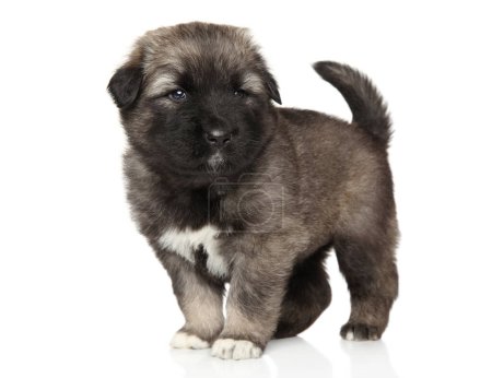Photo for Caucasian Shepherd puppy on a white background. Baby animal theme - Royalty Free Image