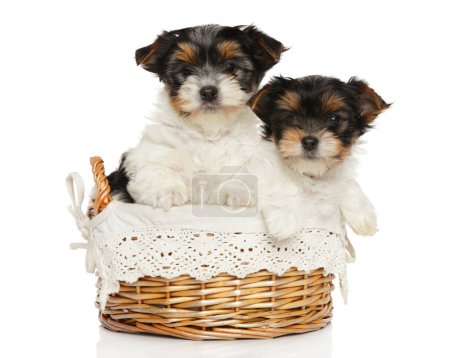 Photo for Two Beaver Yorkshire Terriers sits in a wicker basket on a white background - Royalty Free Image