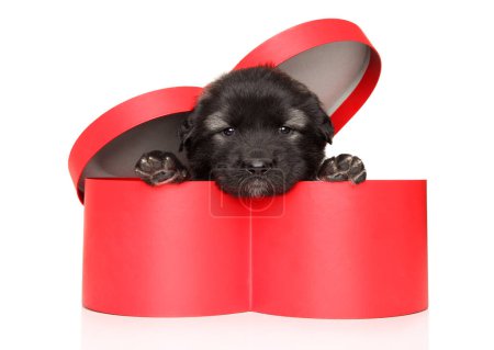 Photo for Caucasian shepherd puppy sits in a large red heart-shaped box - Royalty Free Image
