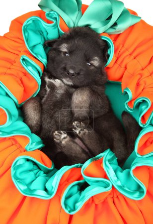 Photo for Caucasian shepherd puppy lies in a soft pillow in the form of a pumpkin - Royalty Free Image