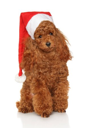 Photo for Poodle puppy sits in red Santa hat on a white background - Royalty Free Image