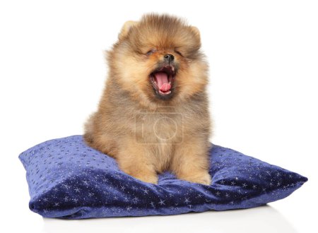 Photo for Cute Pomeranian puppy yawns while sitting on a pillow on a white background, adding to its charming appearance - Royalty Free Image