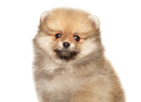 Téléchargez les photos : Close-up, Pomeranian puppy on a white background - en image libre de droit