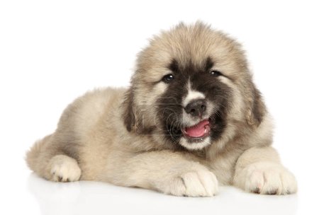 Téléchargez les photos : A fluffy and cute Caucasian Shepherd puppy yawns while lying on a pure white background. - en image libre de droit