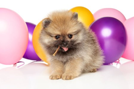 Téléchargez les photos : A playful Pomeranian puppy sits beside a pile of bright, multi-colored balls. - en image libre de droit