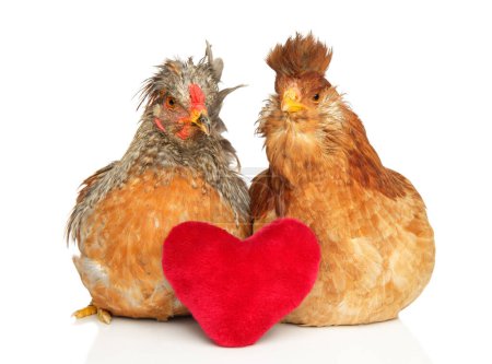 Photo for Two chickens sit on a white background, cuddled up next to a soft, plush red heart-shaped toy. - Royalty Free Image