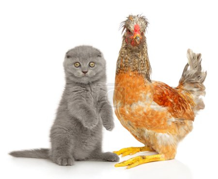 Téléchargez les photos : Adorable kitten sits on its hind legs while a peaceful chicken stands nearby on a white background. - en image libre de droit