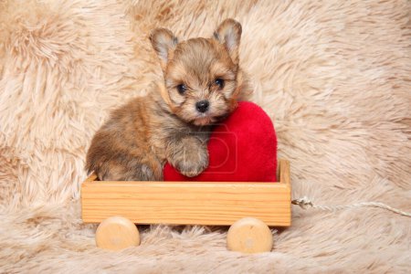 Téléchargez les photos : Pomeranian Spitz puppy on a wooden toy with a red heart-shaped pillow - en image libre de droit