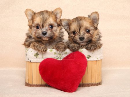 Téléchargez les photos : Two Pomeranian puppies in a basket with a red soft pillow in the shape of a heart - en image libre de droit