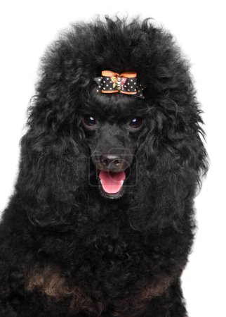 Photo for Happy Black Poodle Puppy on a white background - Royalty Free Image