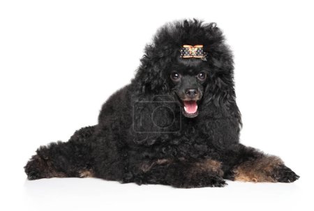 Photo for Close-up portrait. Beautiful black toy poodle, lying on a white background - Royalty Free Image