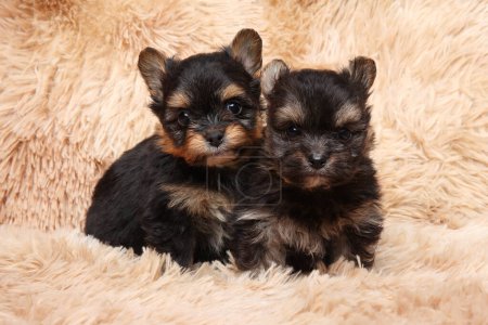 Photo for Two yorkshire terrier puppies on a soft background - Royalty Free Image