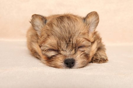 Téléchargez les photos : Tiny Pomeranian puppy sleeps sweetly - en image libre de droit