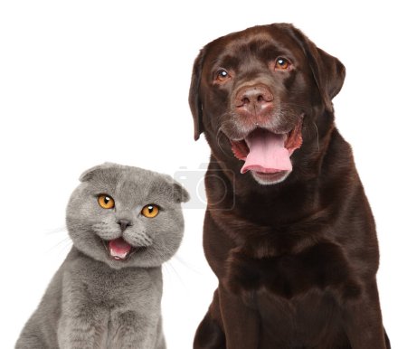Téléchargez les photos : Chat et chien isolés ensemble sur fond blanc, vue de face - en image libre de droit