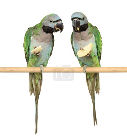 Photo for Two big green parrots sitting on a perch and gnawing a dry apple. isolated on a white background - Royalty Free Image