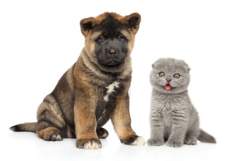 Photo for An adorable American Akita puppy and Scottish fold kitten sit together on a white background for their portrait - Royalty Free Image