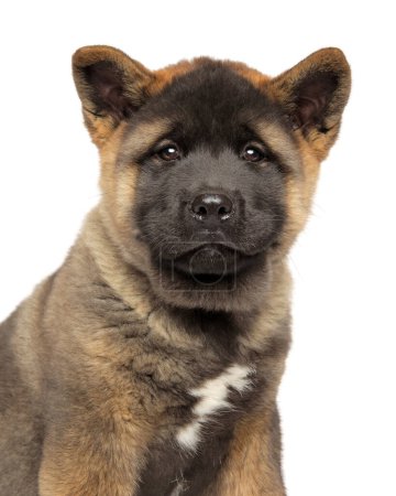 Photo for Portrait of an American Akita puppy on a white background - Royalty Free Image