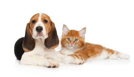 Foto de Perro y gato acostados juntos sobre fondo blanco - Imagen libre de derechos