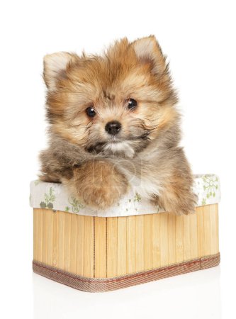 Photo for York-Pomeranian puppy is sitting in a wicker basket on a white background - Royalty Free Image