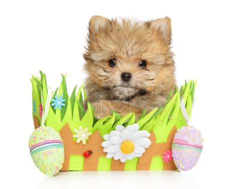 Foto de Pomerania-York cachorro posando en una caja decorada para las vacaciones de Pascua - Imagen libre de derechos