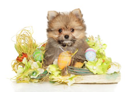 Foto de Pomerania-yorkie híbrido cachorro posando en decoraciones de Pascua sobre un fondo blanco - Imagen libre de derechos