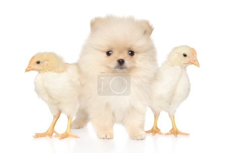 Foto de Dos pollos y un cachorro de Pomerania sobre un fondo blanco - Imagen libre de derechos