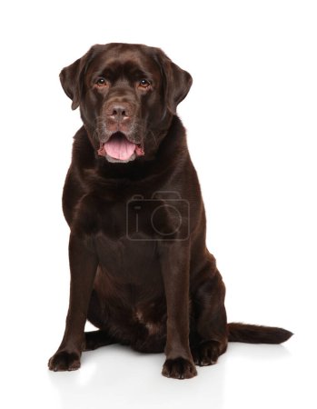 Dulce y juguetón cachorro de chocolate Labrador sentado sobre un fondo blanco.